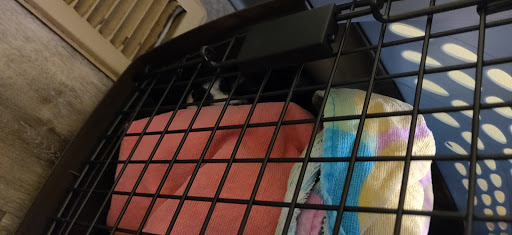Collegeville Cat Clinic Gallery - United States