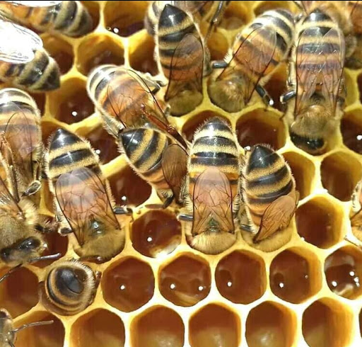 Azienda apistica L'ape dorata - Thumbnail