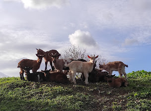 Photo n°9 de Le Moulin Neuf à Brienon-sur-Armançon (Ferme à visiter)