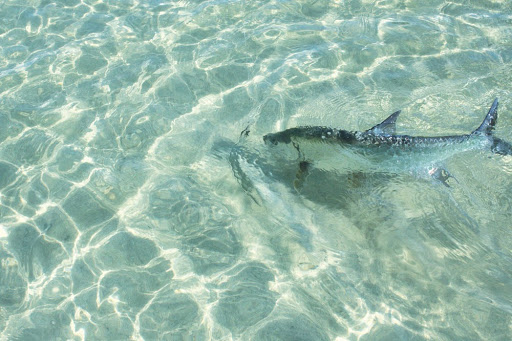 Victor's Fly Fishing Club Gallery - Mexico