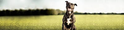 Photos of Dierenkliniek 't Westland