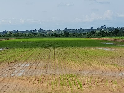 Photos of Coscharis Farms