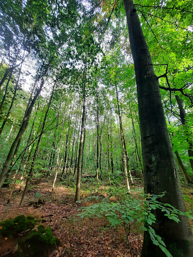 Riesebusch West
