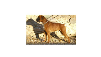 Borgescan Escuela y Residencia Canina