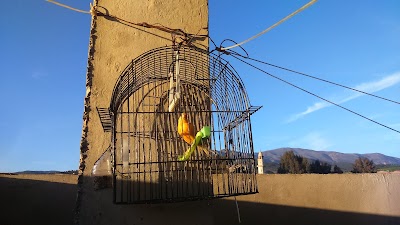 Photos of hocine