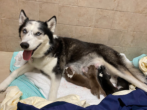Biscayne Animal Hospital Gallery - United States