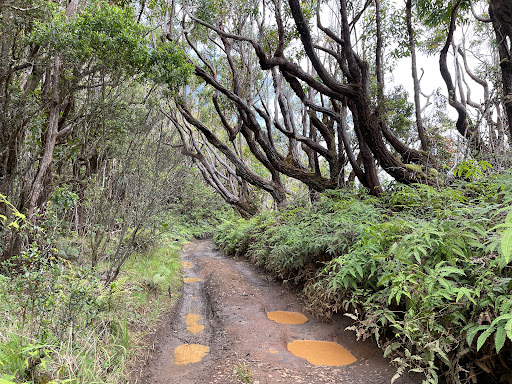 Maunahui-Makakupa'ia Trail Head - Thumbnail
