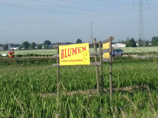 Blumen selbst Pflücken - Thumbnail