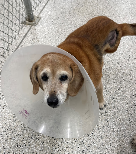 North Shore Pet Connection