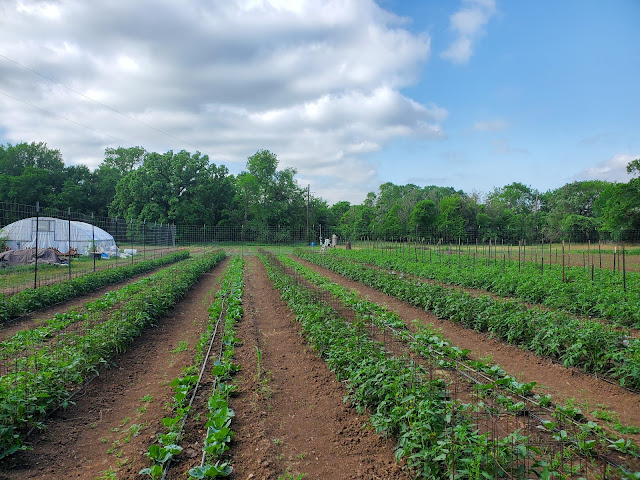 Urban Roots East Austin Farm by null