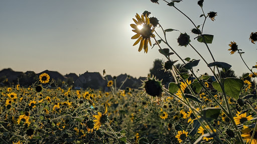 Cottonwood Creek Greenbelt - Thumbnail