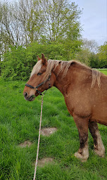 Photo n°11 de Association La Somme de nos pas - Médiation par le cheval à Gapennes (Centre de bien-être)