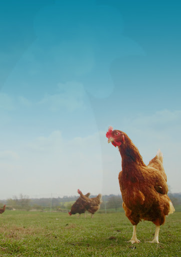 Essential Hen - Visual