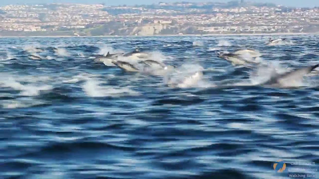 Capt. Dave's Dana Point Dolphin & Whale Watching Safari by null