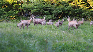 Photo n°13 de Chambre d'Hôtes Les Ecureuils à Goldbach-Altenbach (Chambre d'hôtes)
