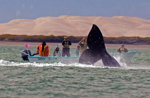 Pure Baja Travels LLC