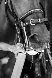 Photo n°3 de Pauline Lefeuvre Technicien Dentaire Equin (TDE) à Languidic (Dentiste)