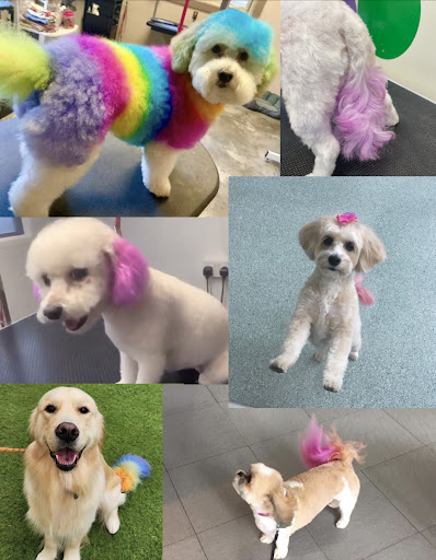 The Dog Spa at All Creatures - Thumbnail