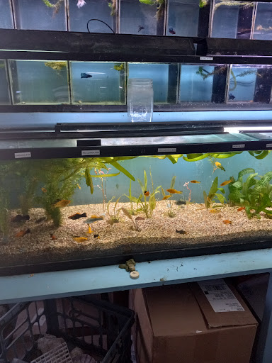 Red Crest Pet Shop - Thumbnail