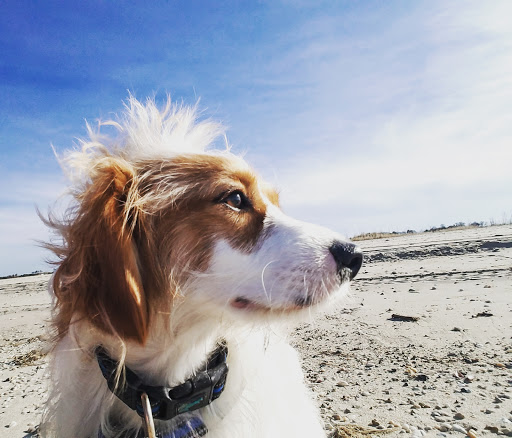 First State Animal Center and SPCA - Thumbnail