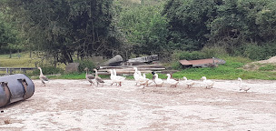 Photo n°22 de Ferme pédagogique du Lieu Roussel & Cidre à Douville-en-Auge (Ferme bio)