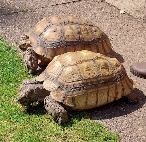 Gentleshaw Wildlife Centre - Thumbnail