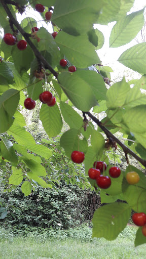 Riserva Naturale Fontanile Nuovo - Thumbnail