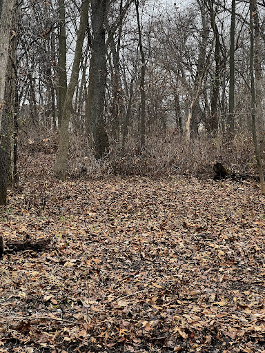 Sherman R Cook Memorial Scout Park (Cook Woods) - Thumbnail