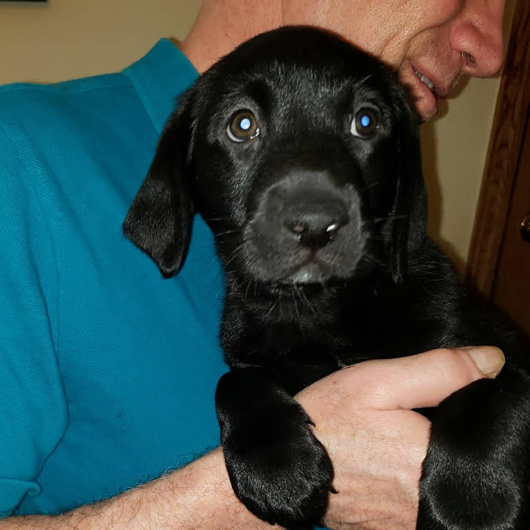 Valhalla Labradors - Breeder of High quality AKC Registered Labrador Retrievers in Graham, WA