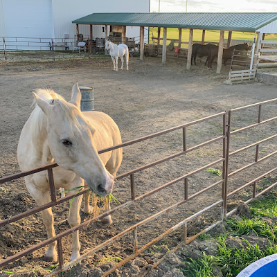 Putting Horse Ranch