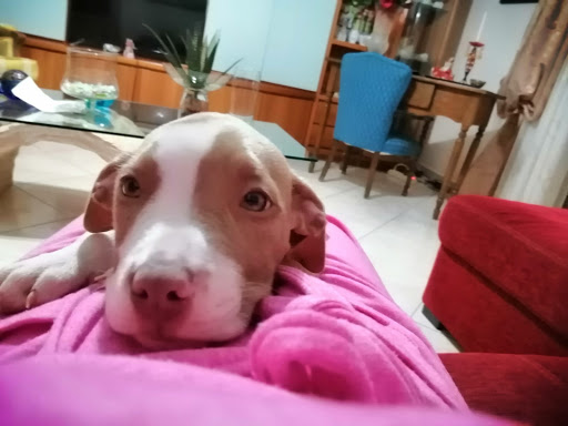 Coppolino Dr. Santi Veterinario - Thumbnail