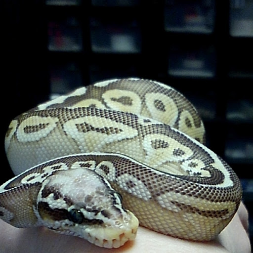 Ack's Exotic Pets - Thumbnail