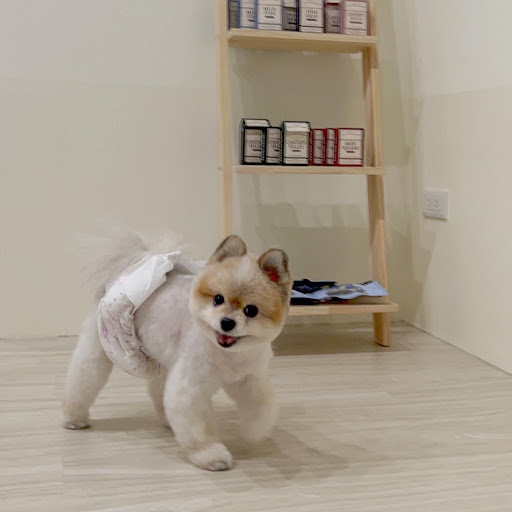 狗狗打呼寵物旅館