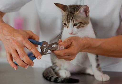 Paw Daddy's Pet Salon