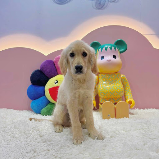 The Pup Life SG - Thumbnail