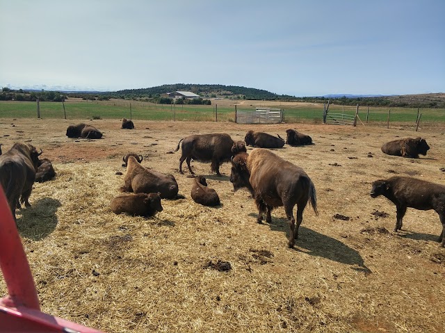 RANDALS BISON