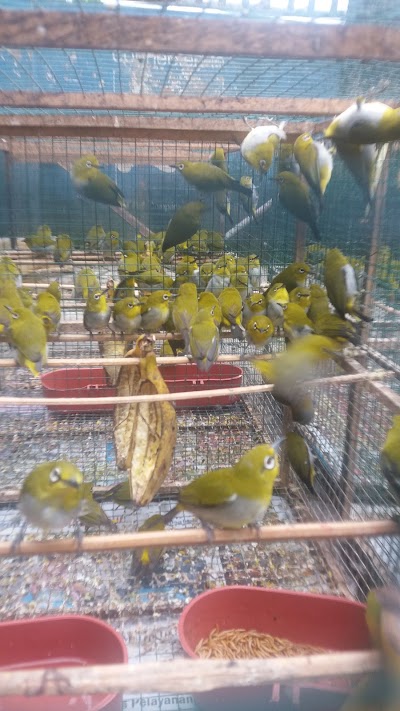 Photos of Artha Bird Shop