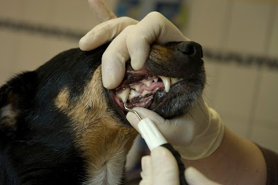 Photos of Dr.med.vet. Sabine Schauch Tier&auml;rztin