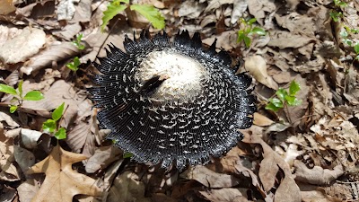 Photos of Lake Lurleen State Park