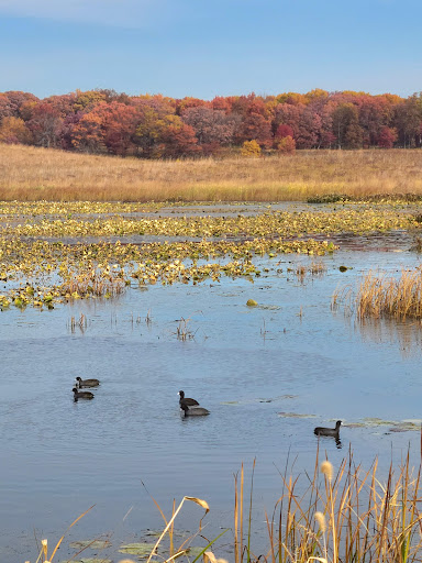 Pine Dunes Forest Preserve - Thumbnail