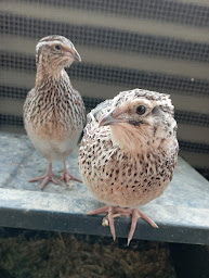 Photo n°2 de La Coquille Ardéchoise à Saint-Montan (Élevage de volailles)