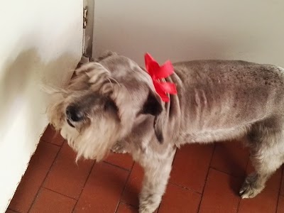 veterinary-care