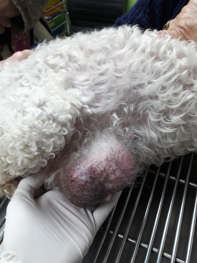 Photos of Animal's Care Center