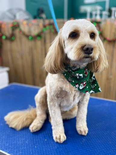 K9 Paws n Play - Dog Grooming - Thumbnail