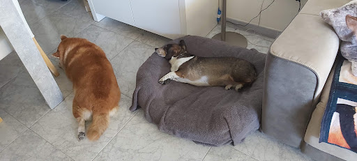 Centro Veterinario Wecan La Creu II - Thumbnail