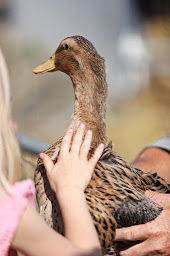 Photo n°2 de Les 1000 Pieds 