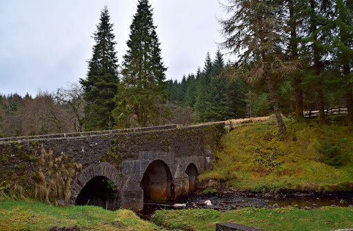 Aghyaran Forest. - Thumbnail