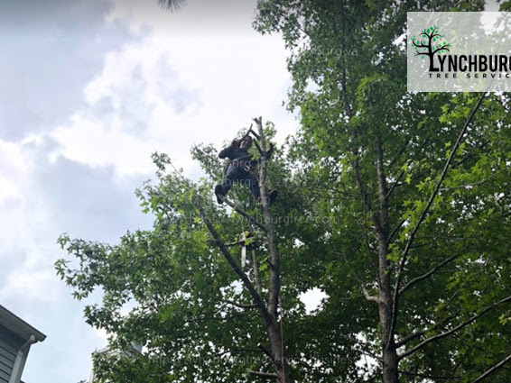 Tree trimming and pruning by Lynchburg Tree Service