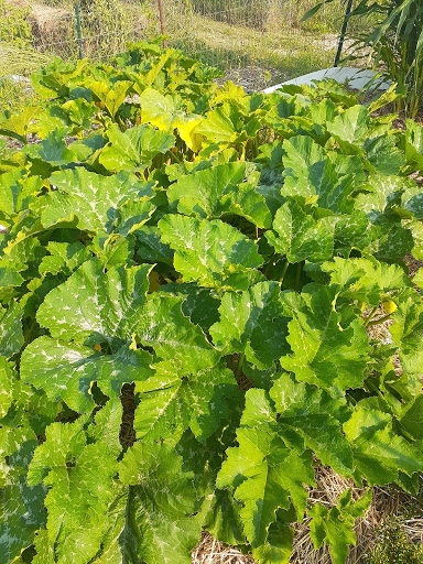 Cuyahoga Falls Community Gardens at Keyser Park - Thumbnail