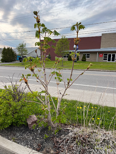 Brossard Performance - Visual
